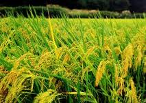 นโยบายใหม่ของรัฐบาลเกี่ยวกับการพัฒนาเศรษฐกิจสังคม